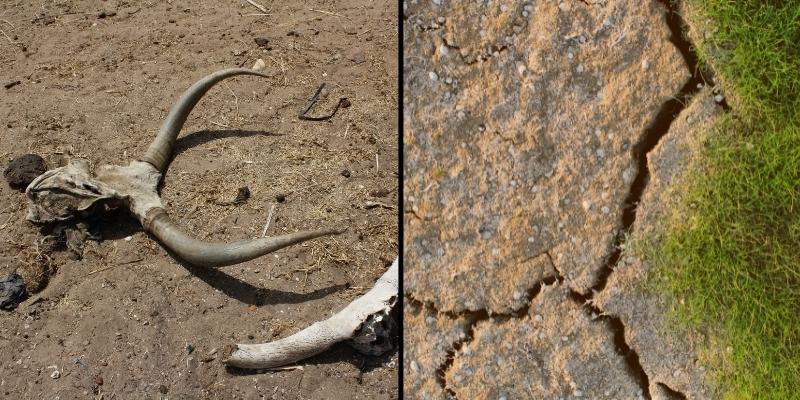 Siccità: la fine del mondo è sempre più vicina, fiumi prosciugati e animali scomparsi