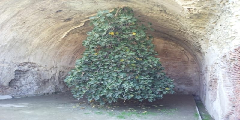 Un albero di Fico in stile Stranger Things